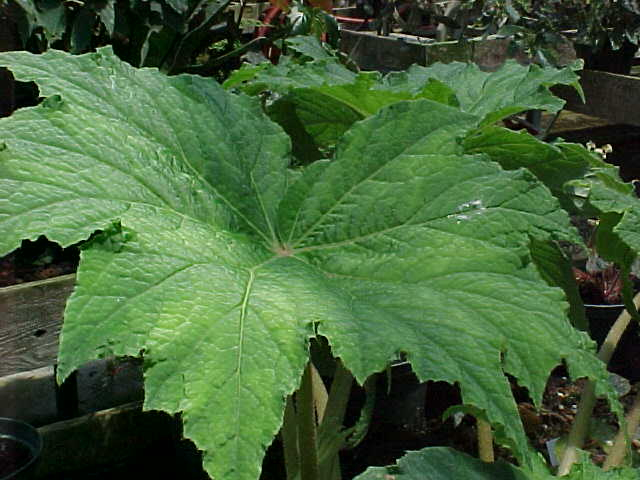 B. ‘Kelton Parker’